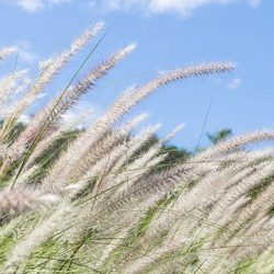 Grass in a field